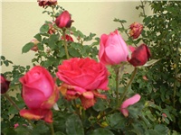 a9cb3e0f-Picture 770.jpg